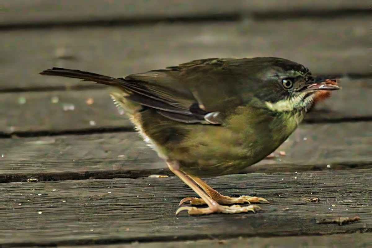 White-browed Scrubwren (White-browed) - ML639442509