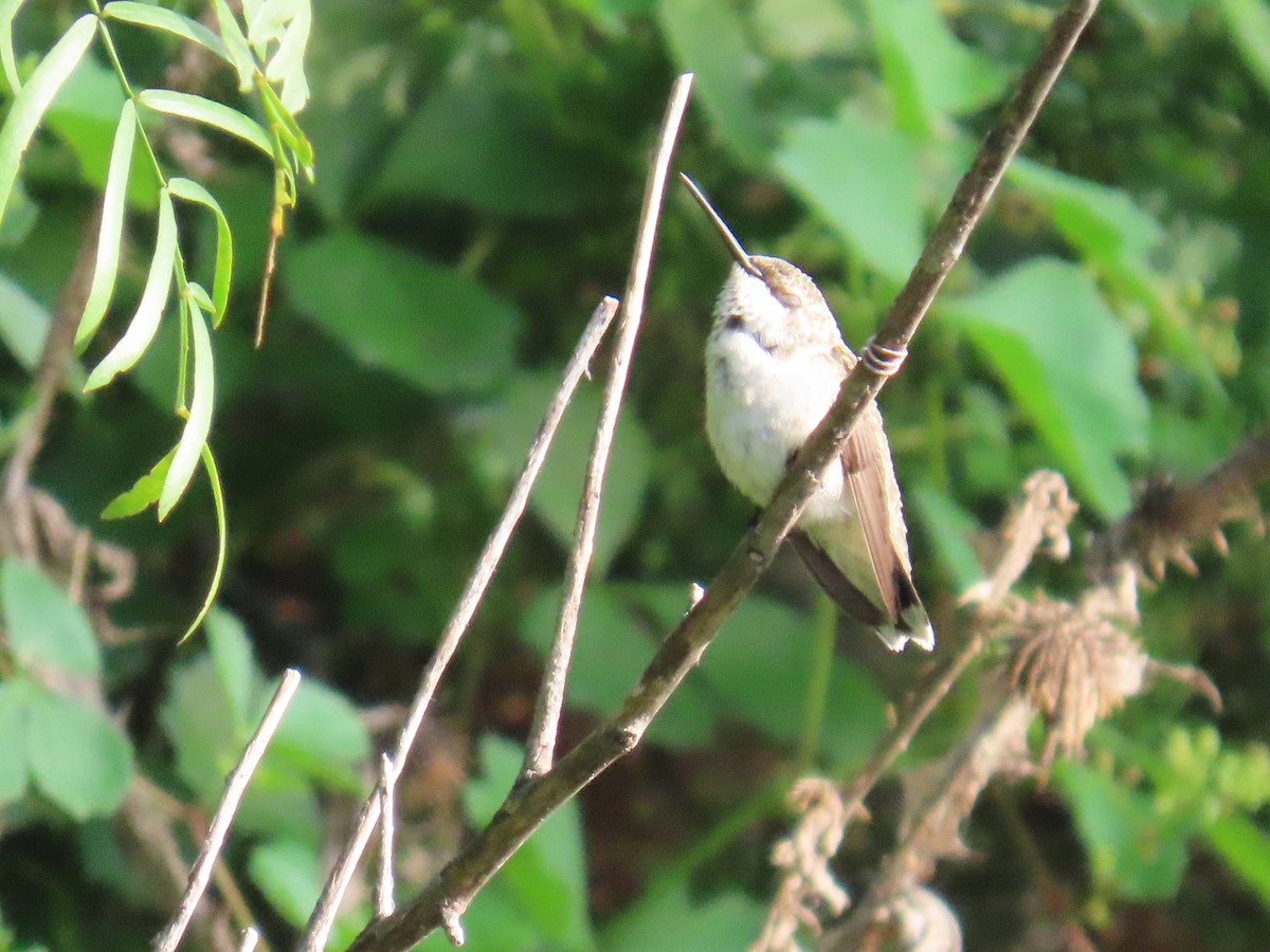 Ruby-throated Hummingbird - ML639442511