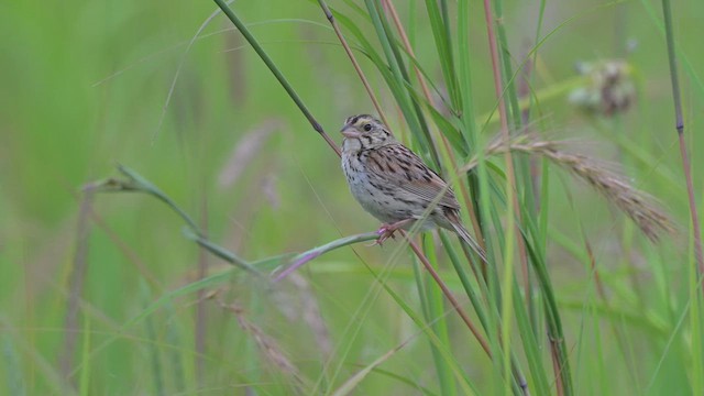 Henslow's Sparrow - ML639442514