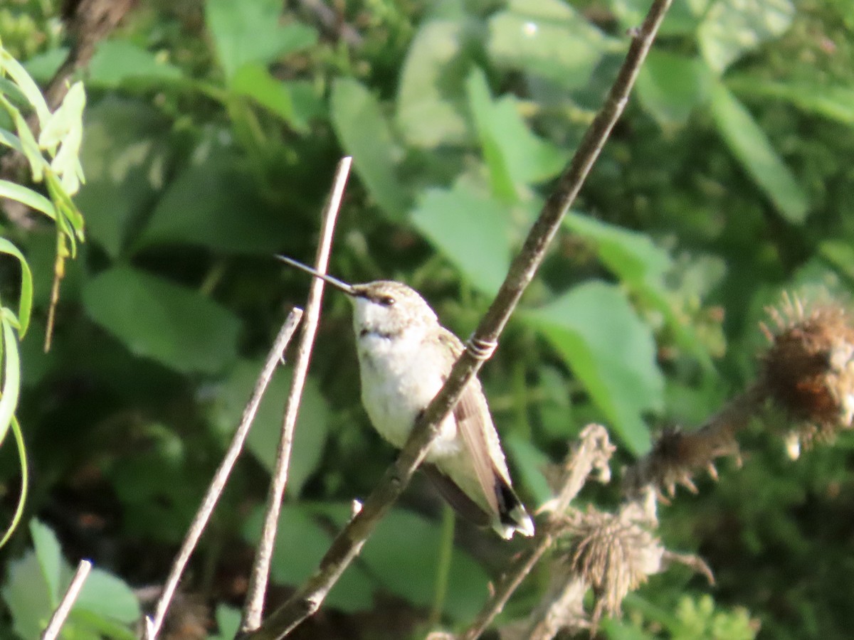 Ruby-throated Hummingbird - ML639442521
