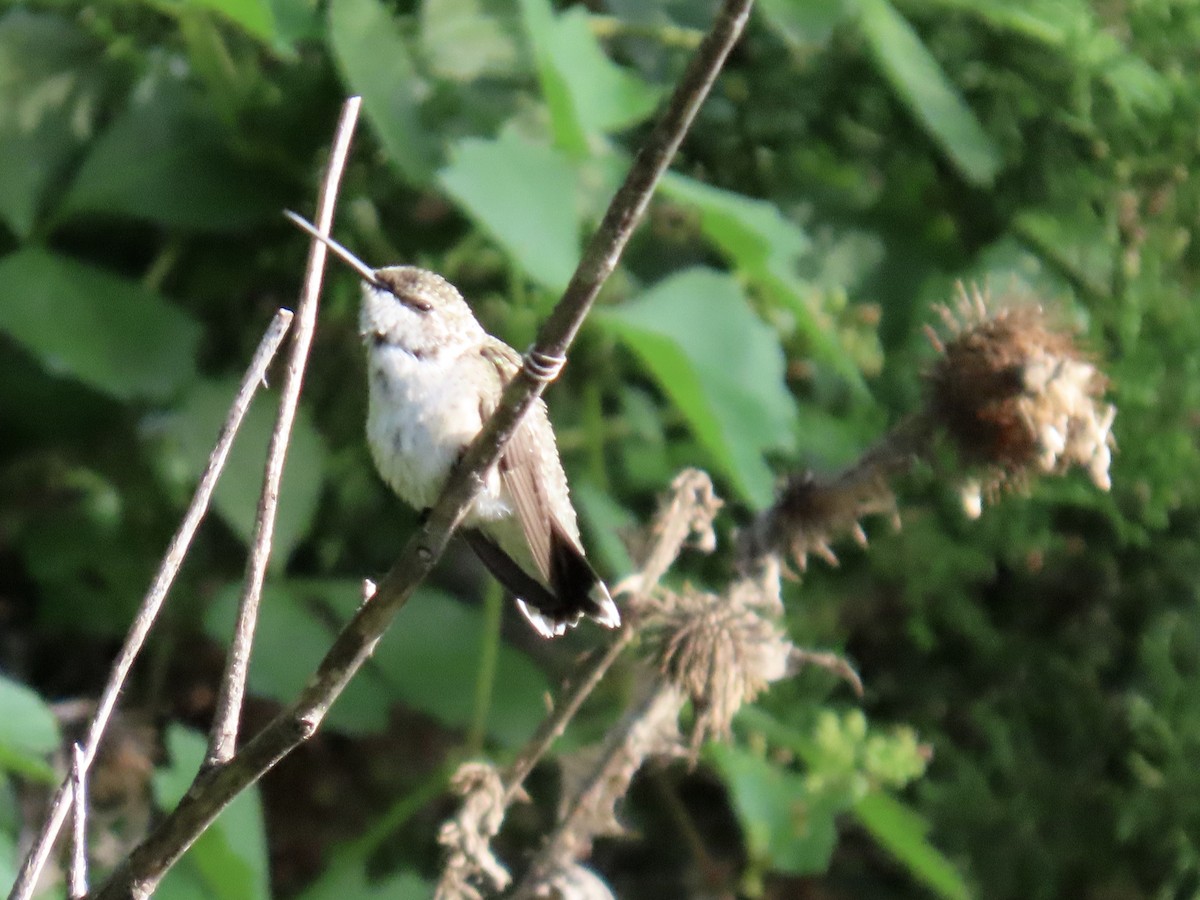 Ruby-throated Hummingbird - ML639442525