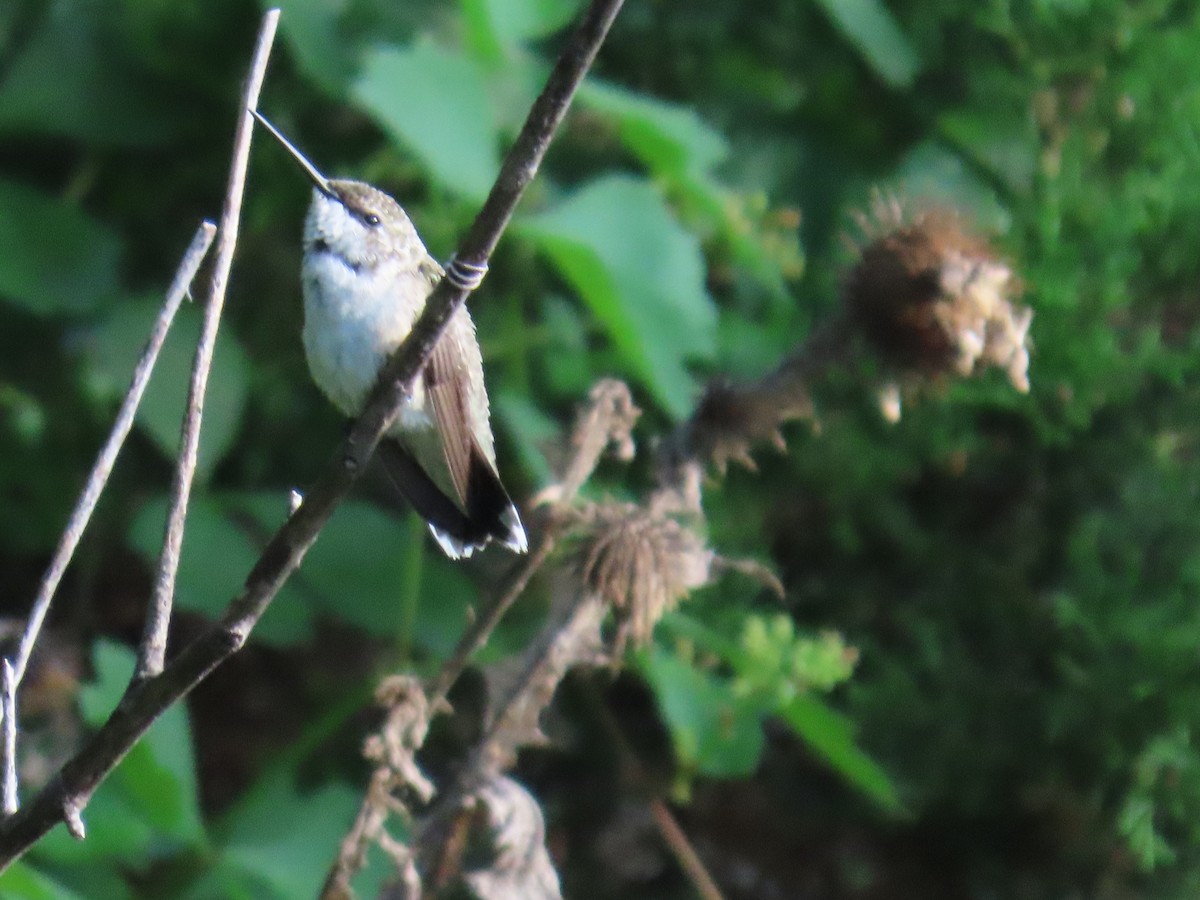 Ruby-throated Hummingbird - ML639442542