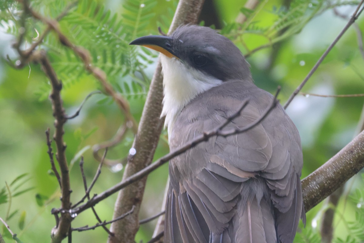 Mangrove Cuckoo - ML639442555