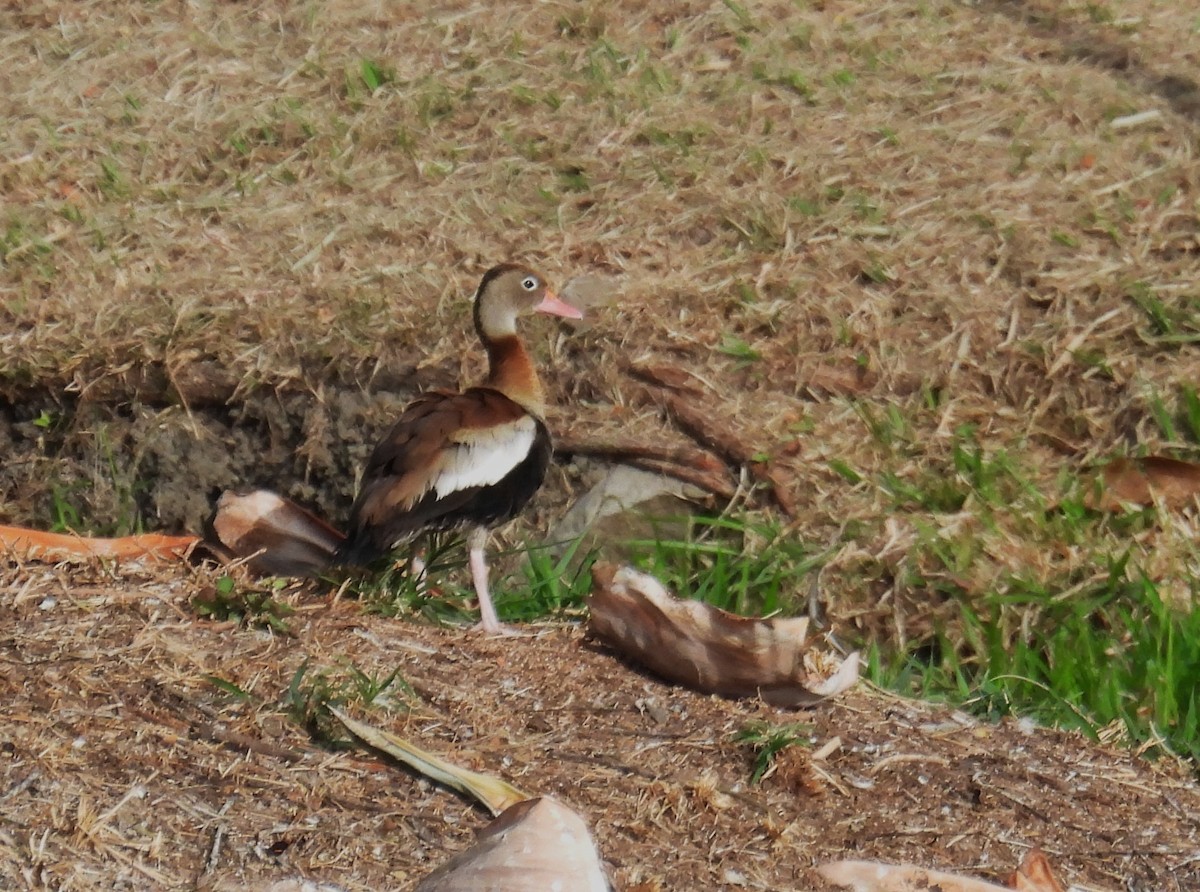 Black-bellied Whistling-Duck - ML639442565