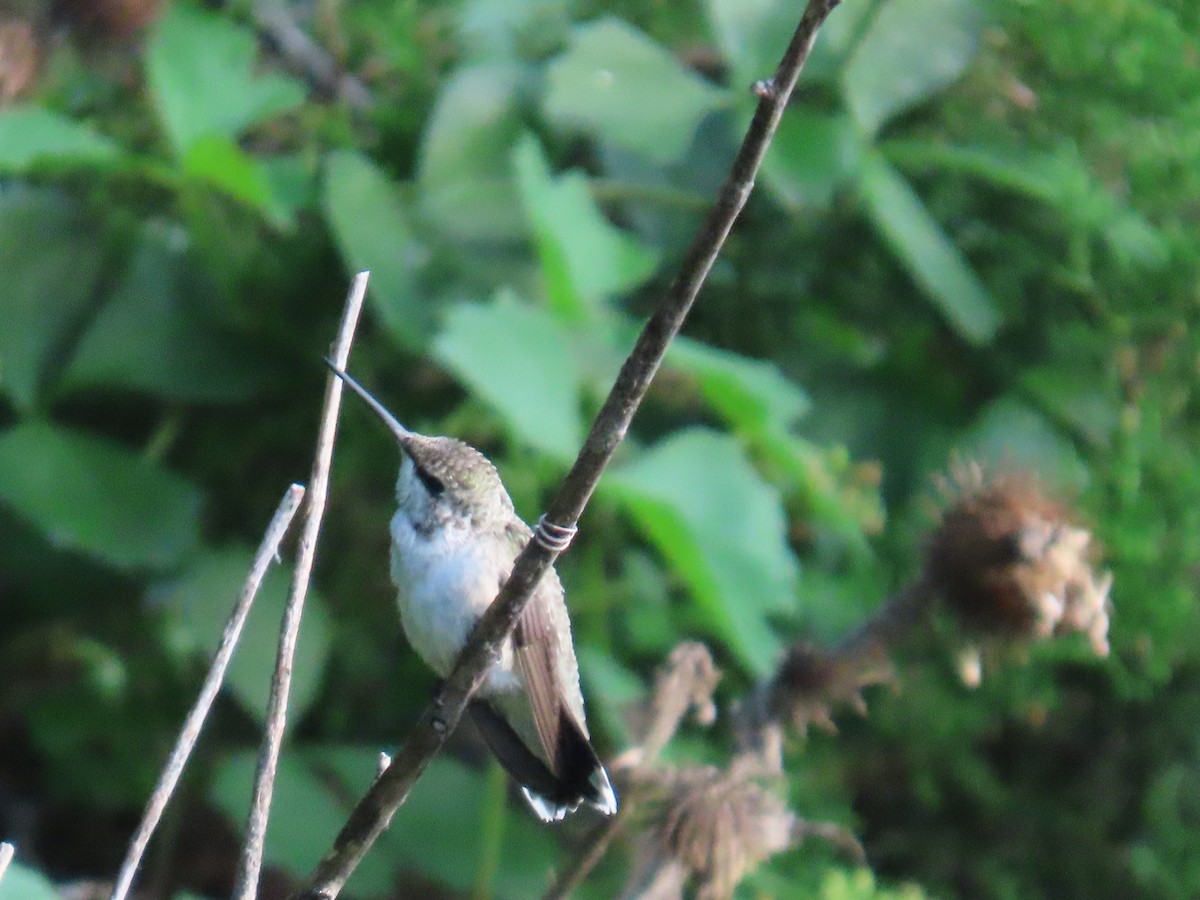 Ruby-throated Hummingbird - ML639442566
