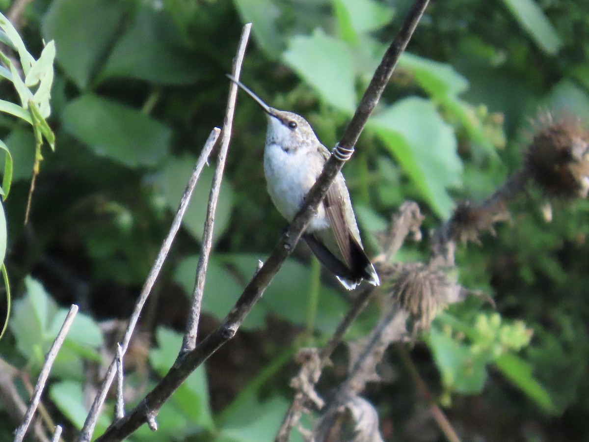 Ruby-throated Hummingbird - ML639442572