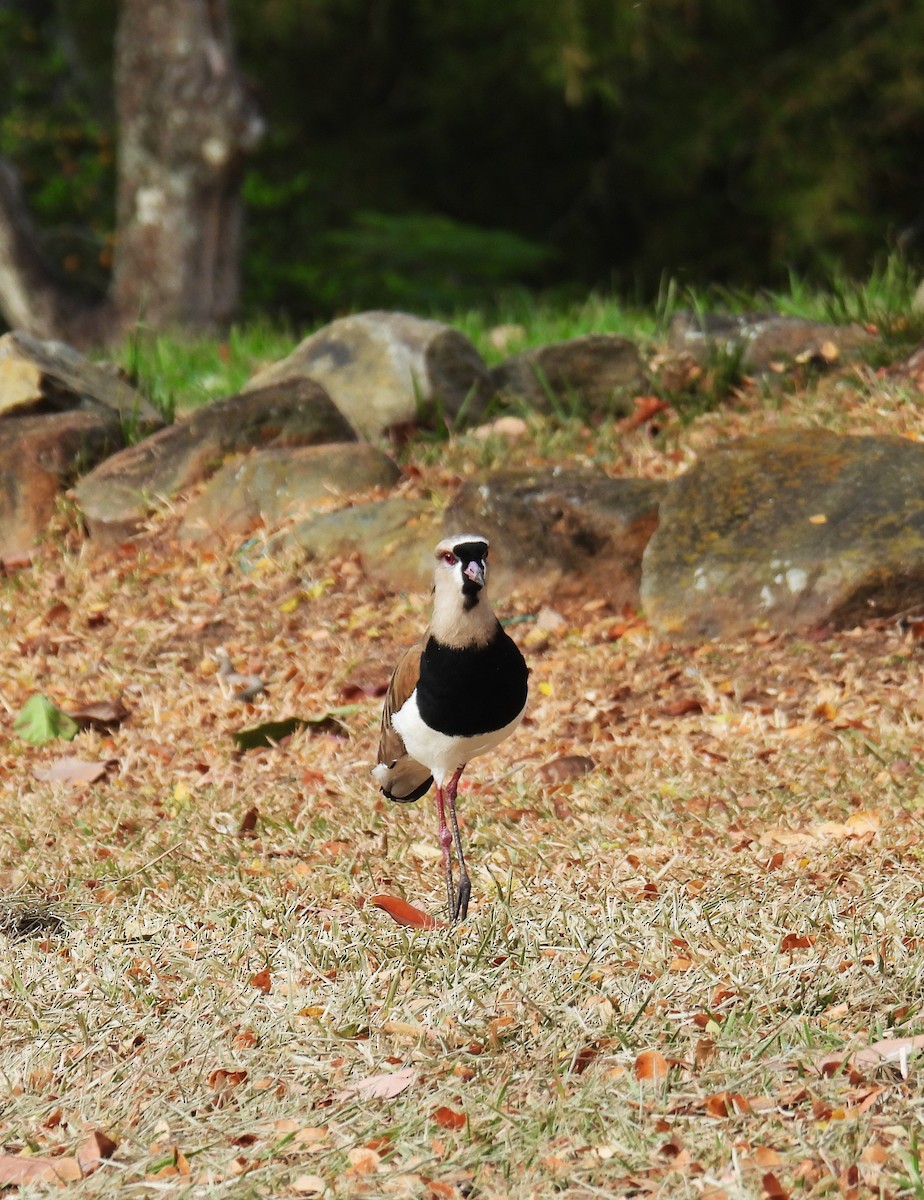 Southern Lapwing - ML639442574