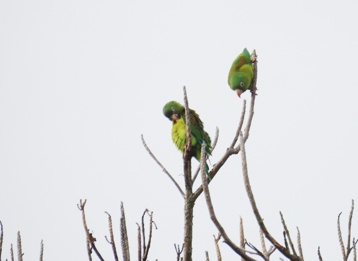 Orange-chinned Parakeet - ML639442593