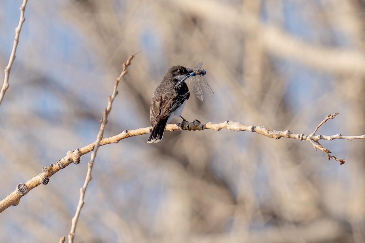 Eastern Kingbird - ML639442606