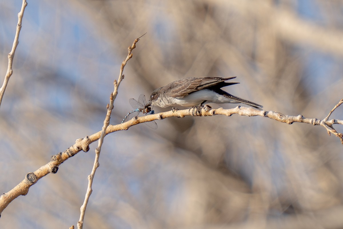 Eastern Kingbird - ML639442607