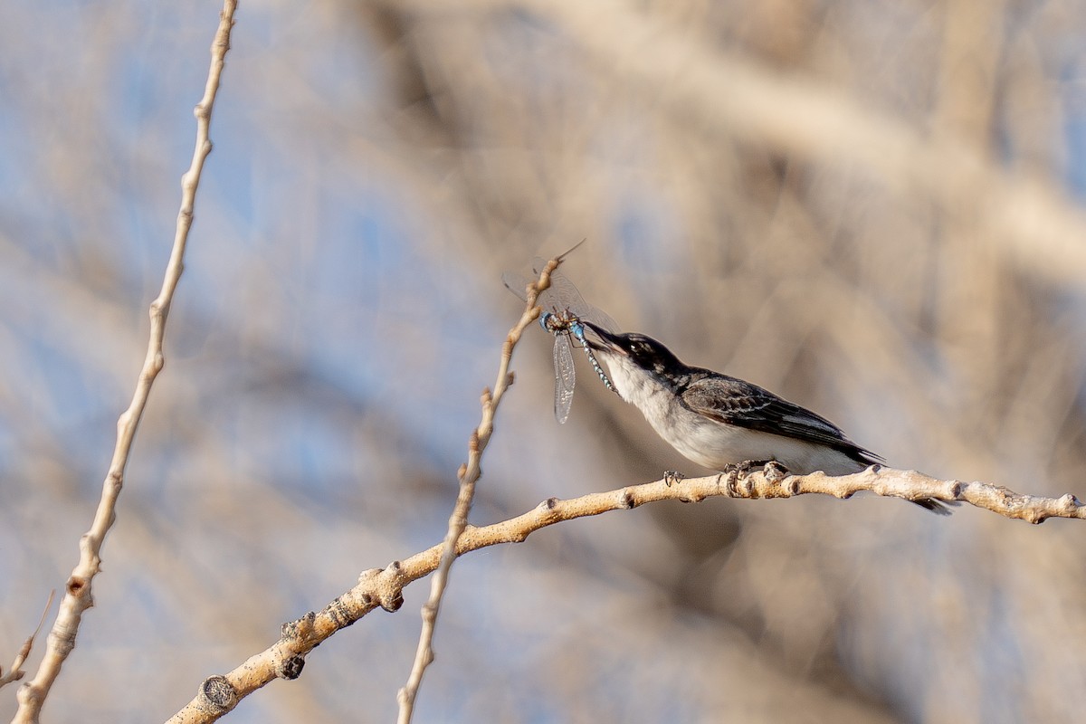 Eastern Kingbird - ML639442608