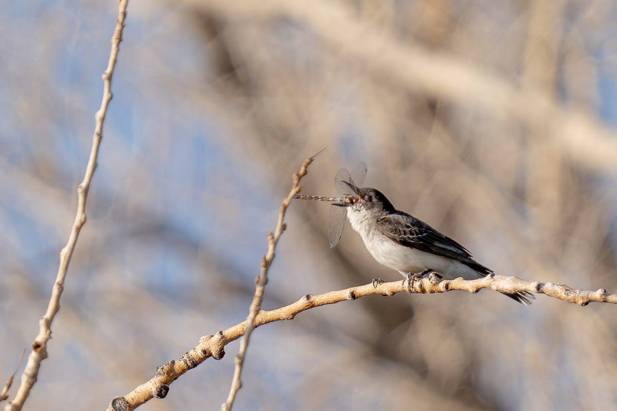Eastern Kingbird - ML639442609