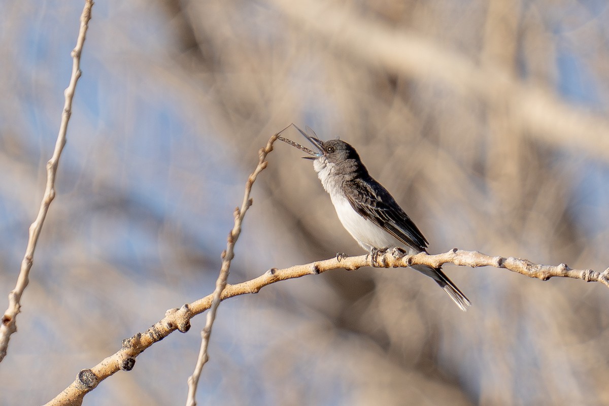 Eastern Kingbird - ML639442611