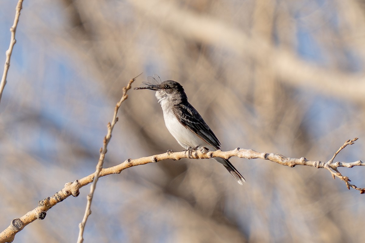 Eastern Kingbird - ML639442613