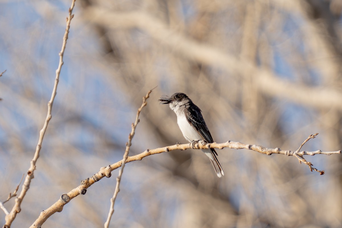 Eastern Kingbird - ML639442614