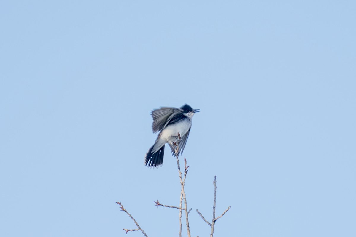 Eastern Kingbird - ML639442626