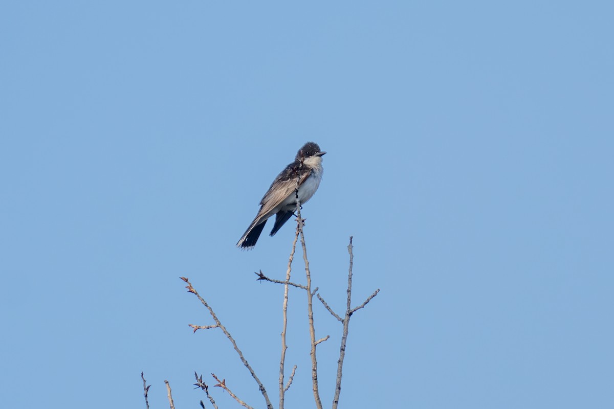 Eastern Kingbird - ML639442627
