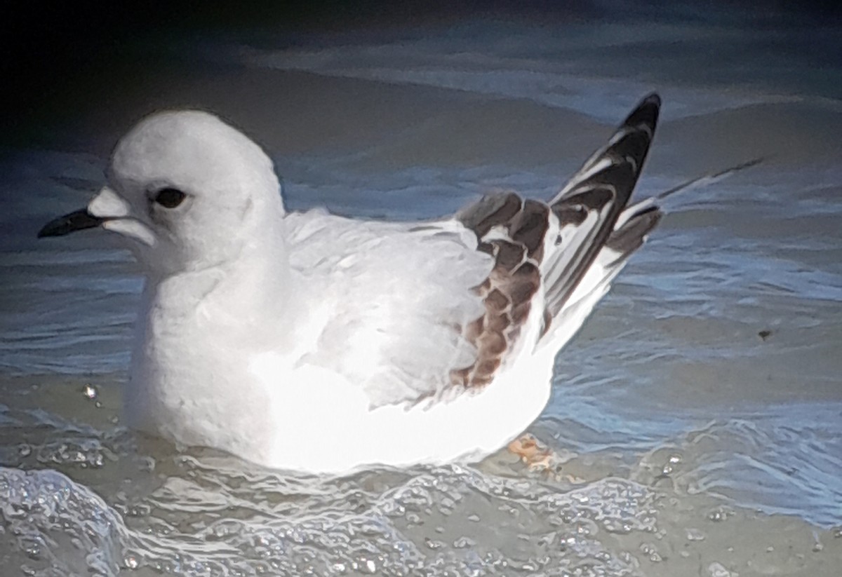 Ross's Gull - ML639442649
