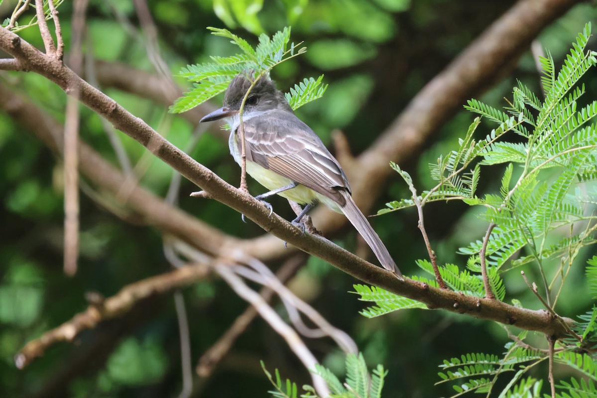 Grenada Flycatcher - ML639442653