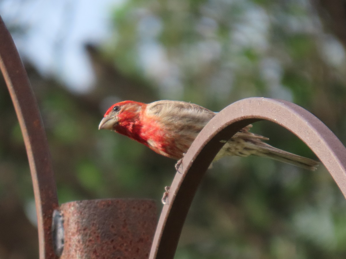 House Finch - ML639442676
