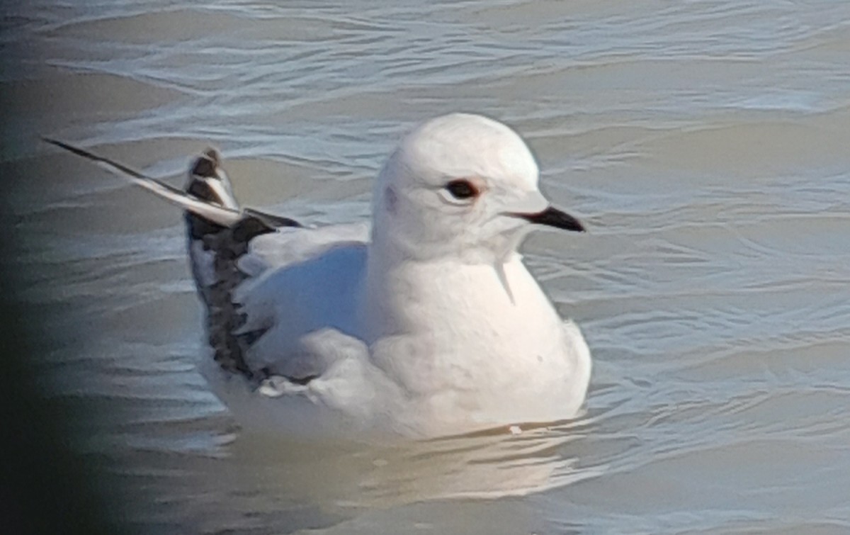 Ross's Gull - ML639442678