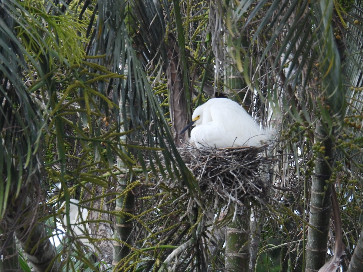 Snowy Egret - ML639442685