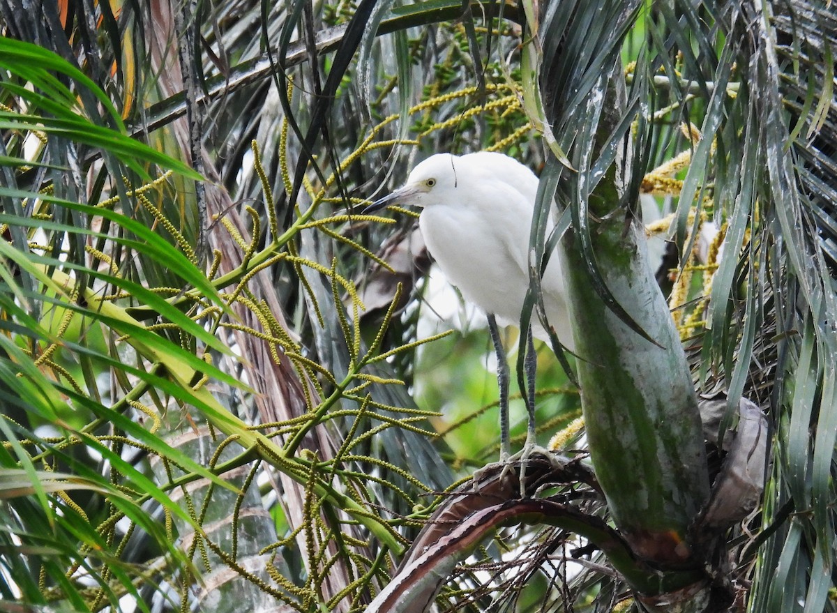 Snowy Egret - ML639442686