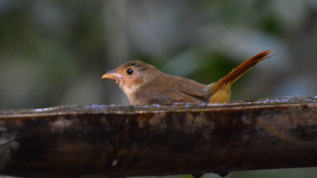 Ochre-throated Foliage-gleaner - ML639442695