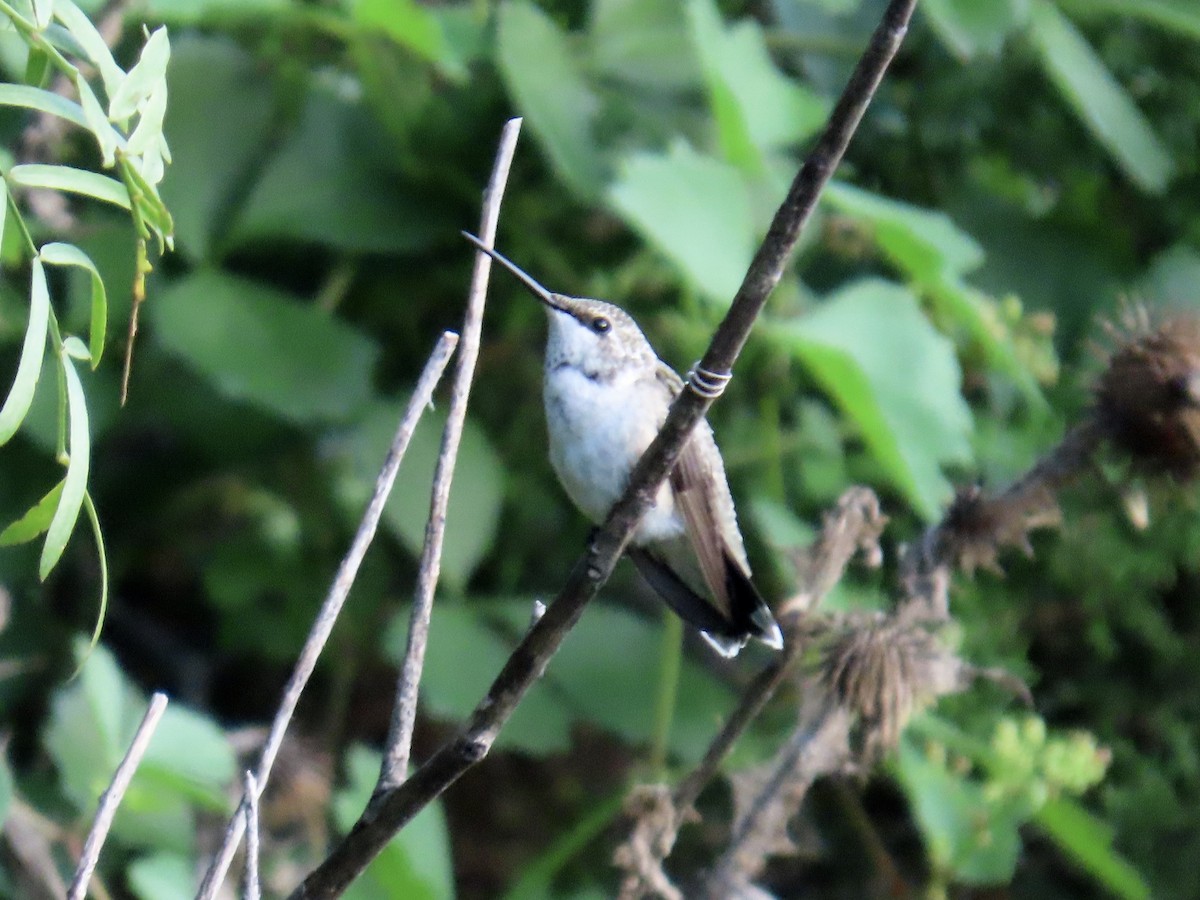 Ruby-throated Hummingbird - ML639442696