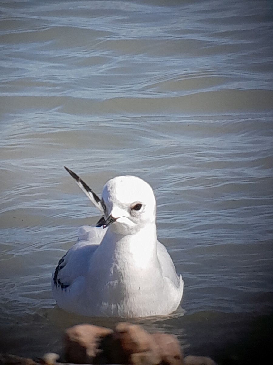 Ross's Gull - ML639442698