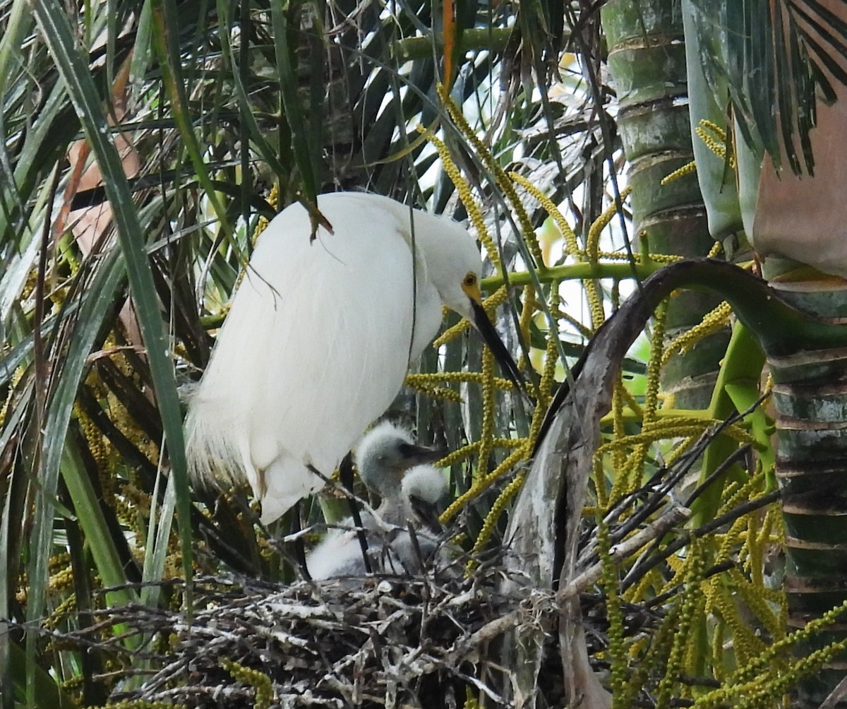 Snowy Egret - ML639442699