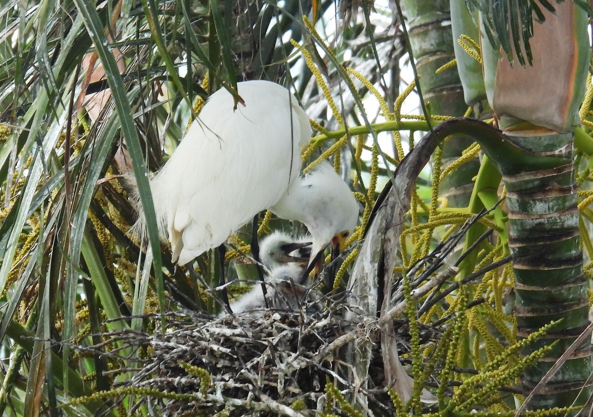 Snowy Egret - ML639442700
