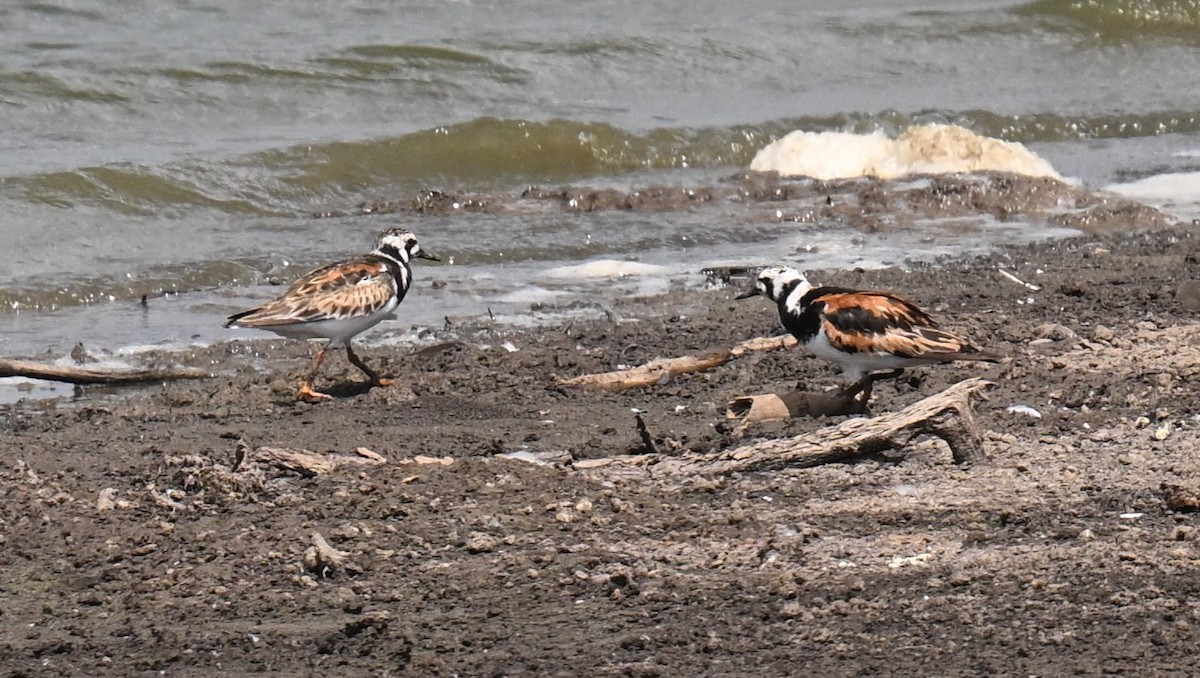 Ruddy Turnstone - ML639442726