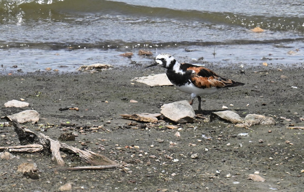 Ruddy Turnstone - ML639442727