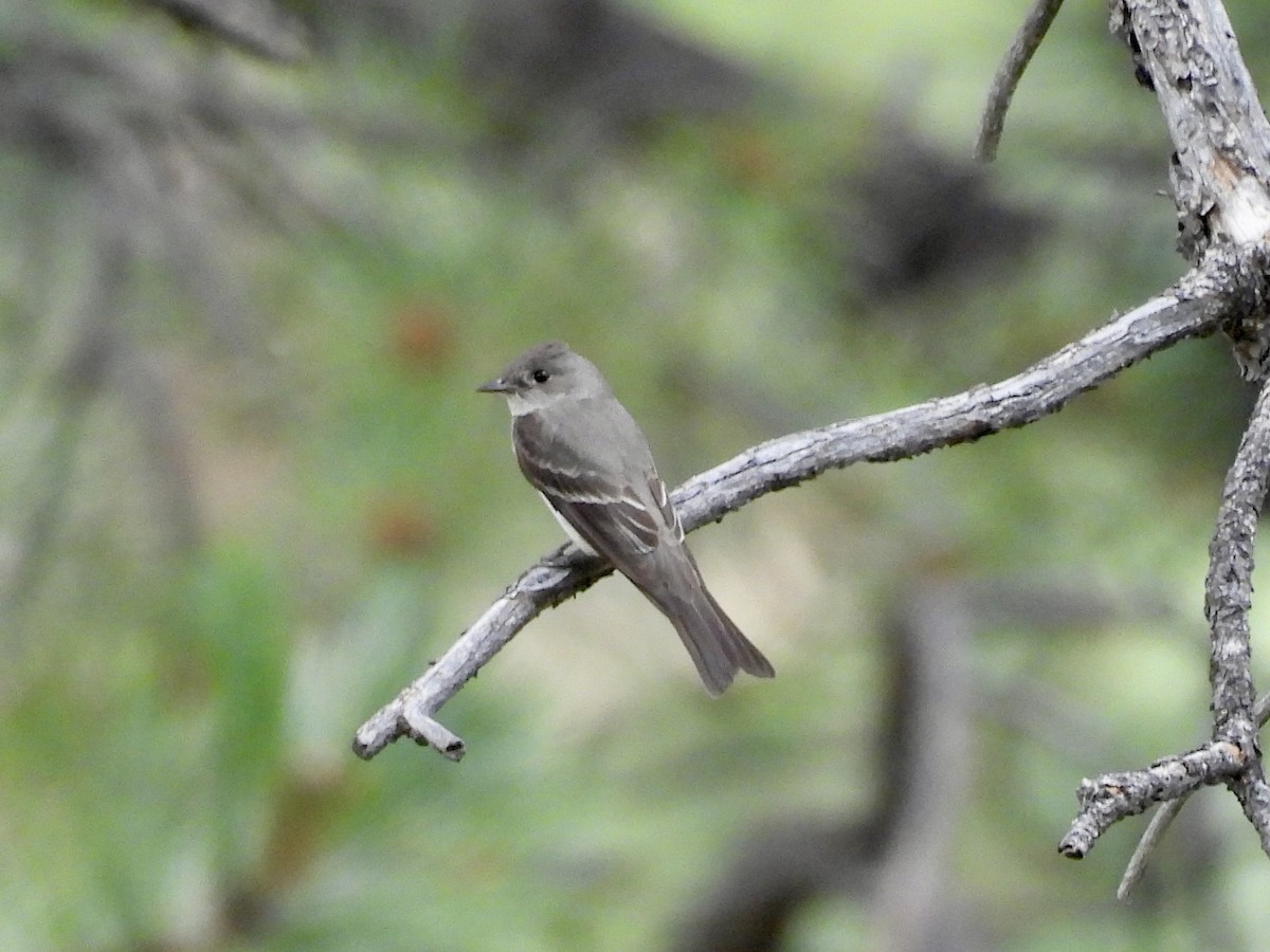 Western Wood-Pewee - ML639442732