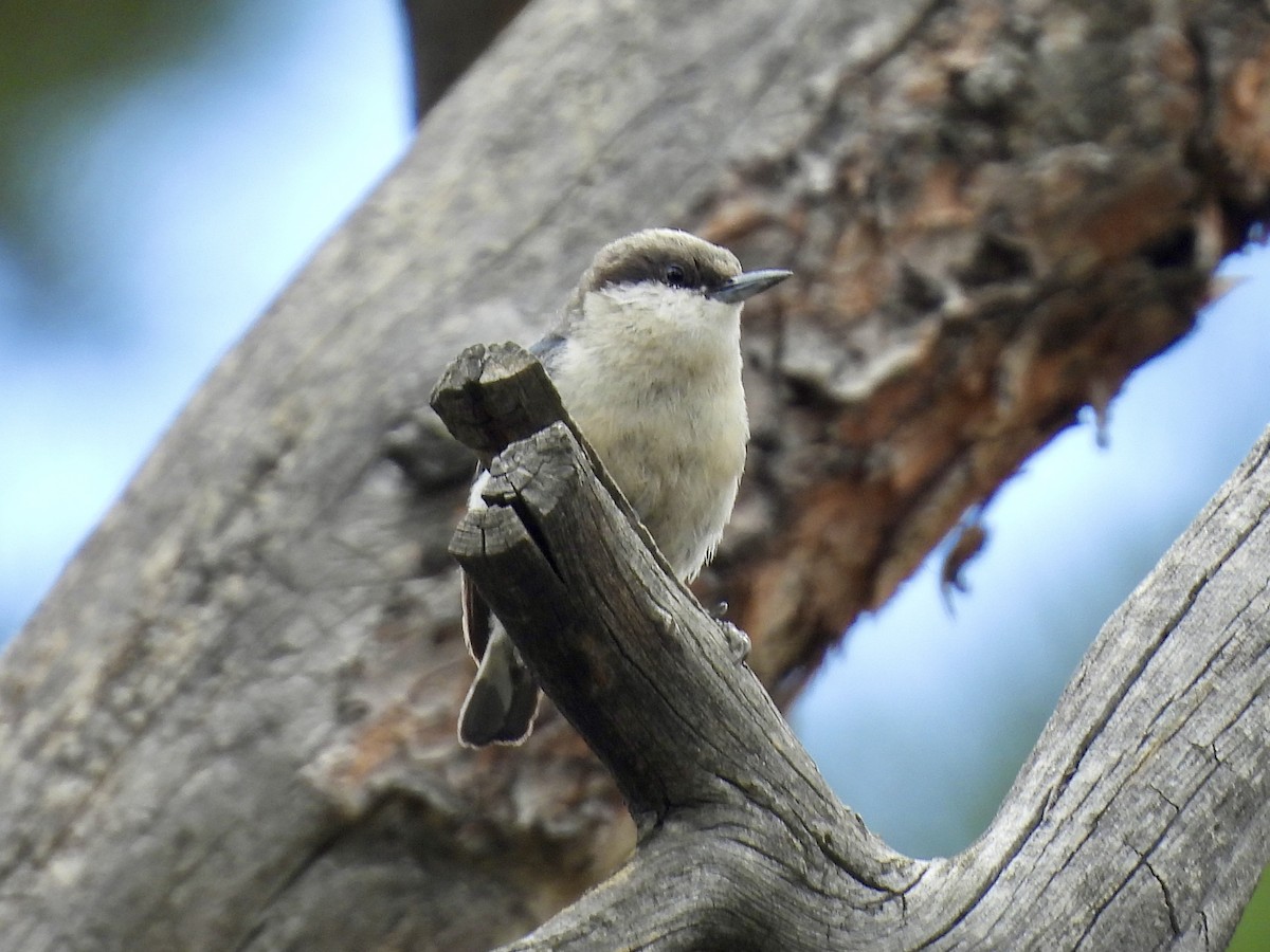 Pygmy Nuthatch - ML639442736