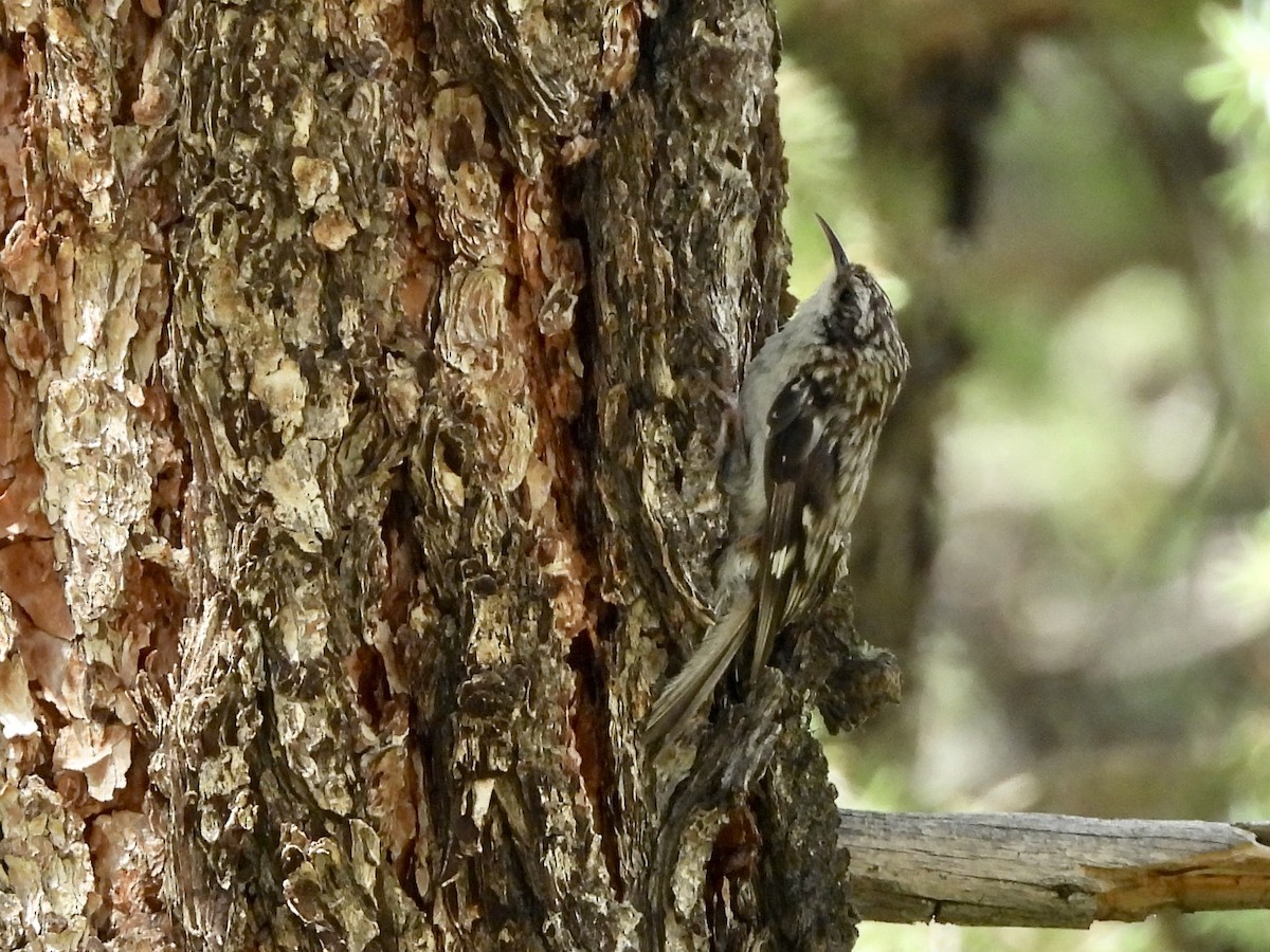 Brown Creeper - ML639442737