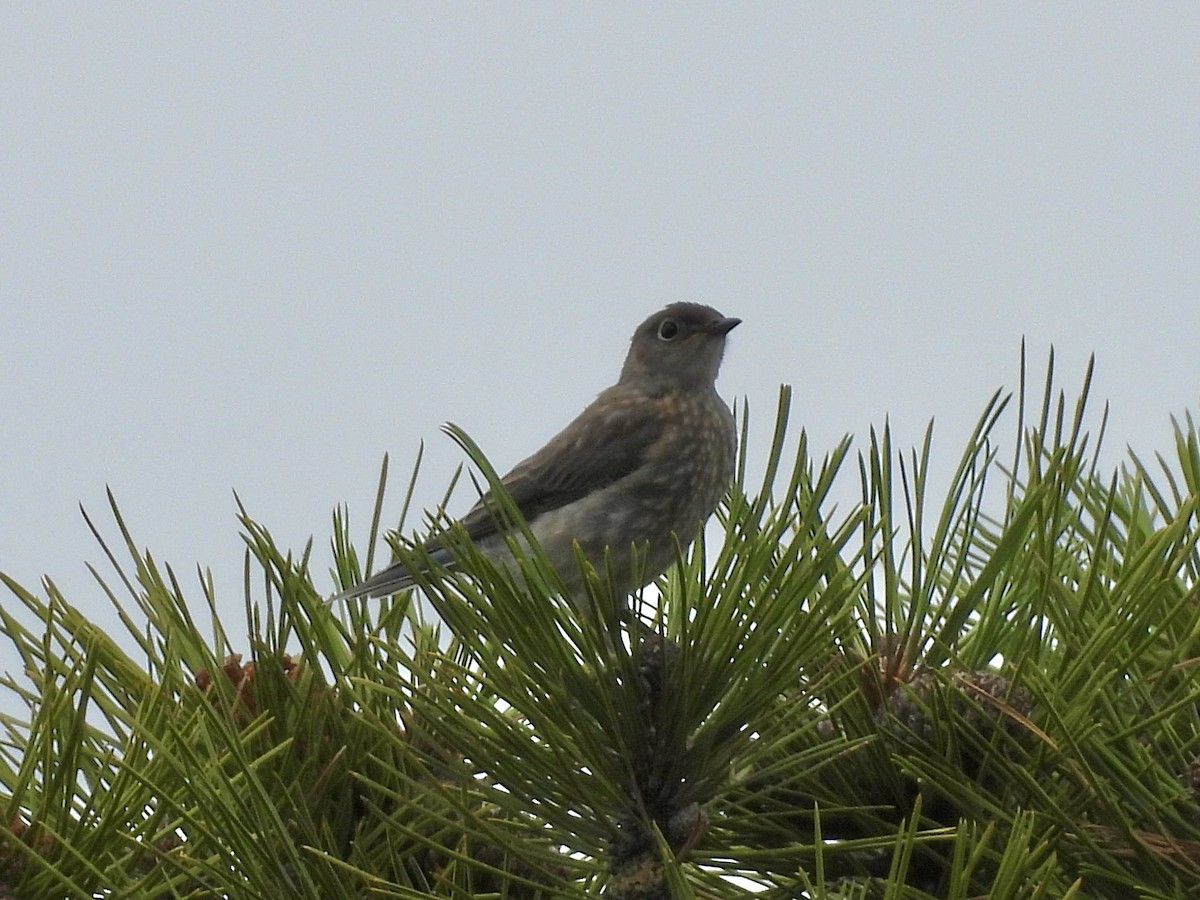 Western Bluebird - ML639442742
