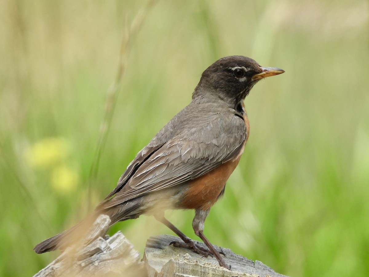 American Robin - ML639442745