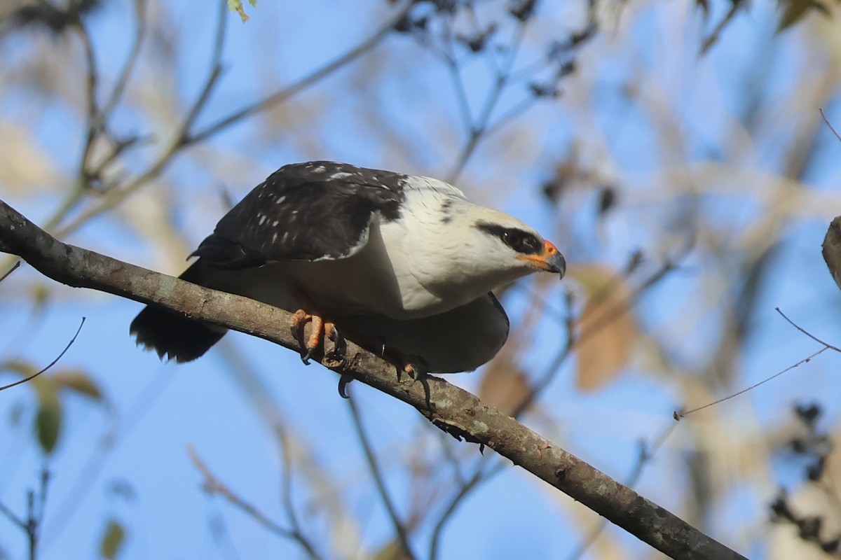 Black-faced Hawk - ML639442754