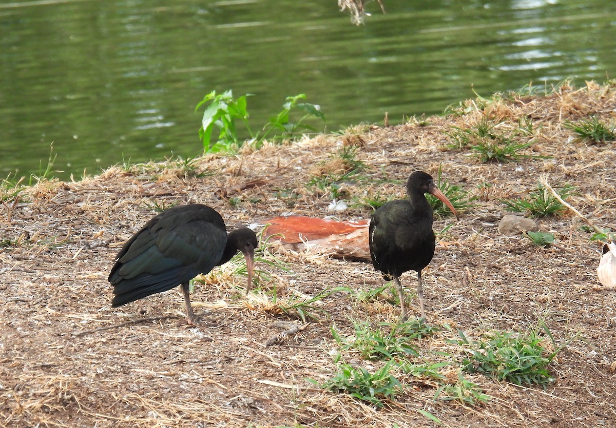 Bare-faced Ibis - ML639442755
