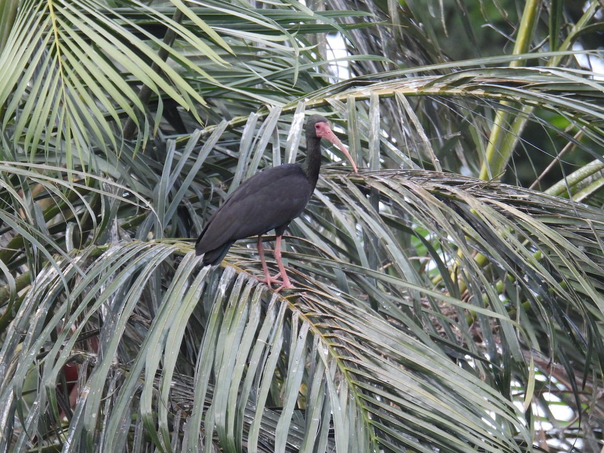 Bare-faced Ibis - ML639442756