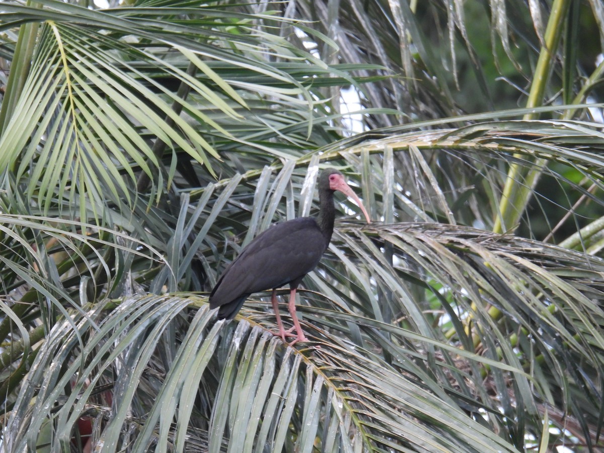 Bare-faced Ibis - ML639442757