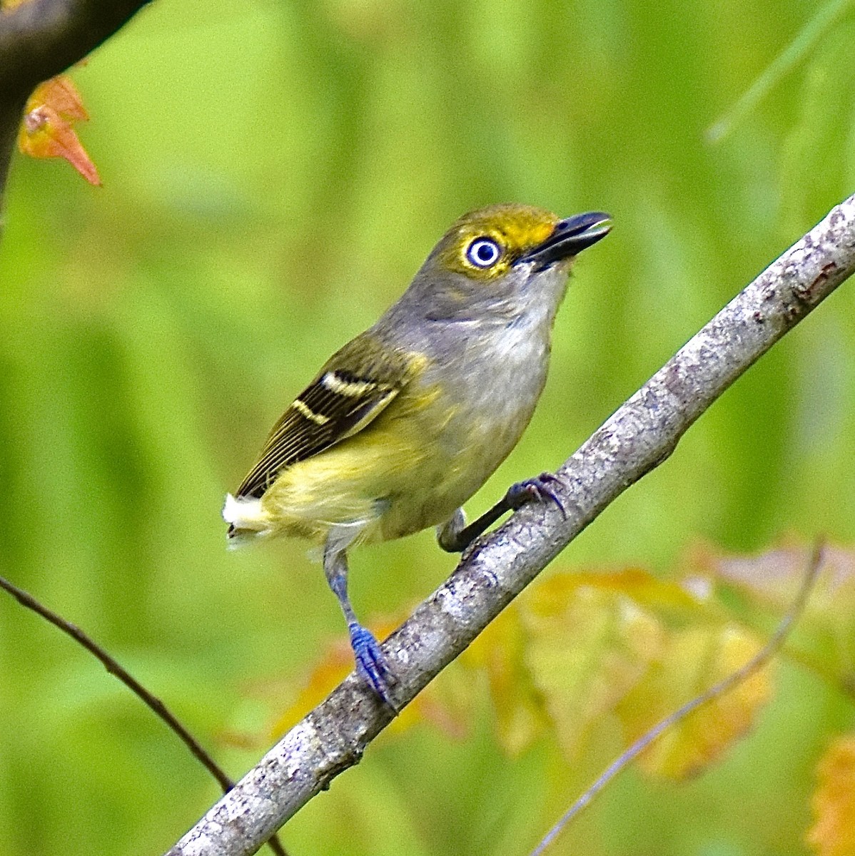 White-eyed Vireo - ML639442784