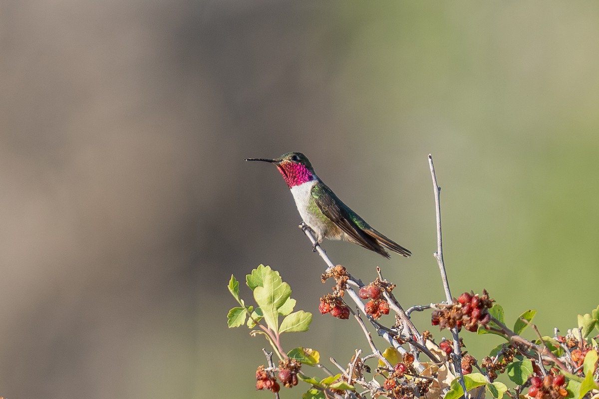 Broad-tailed Hummingbird - ML639442795