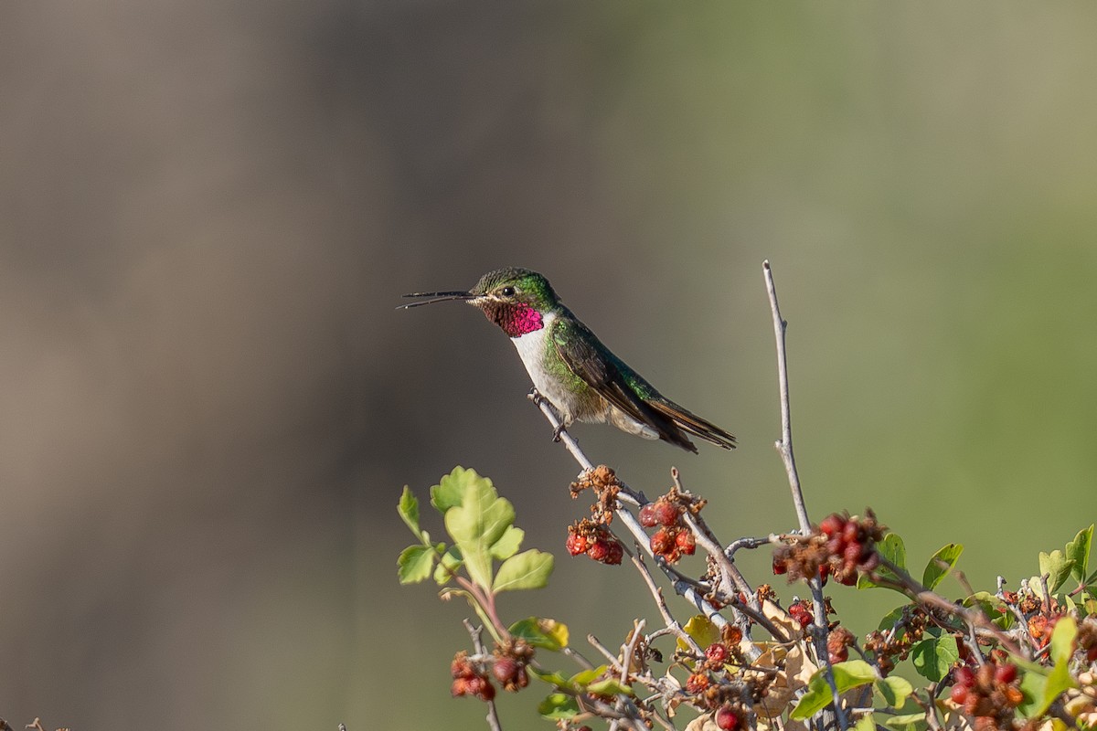 Broad-tailed Hummingbird - ML639442796