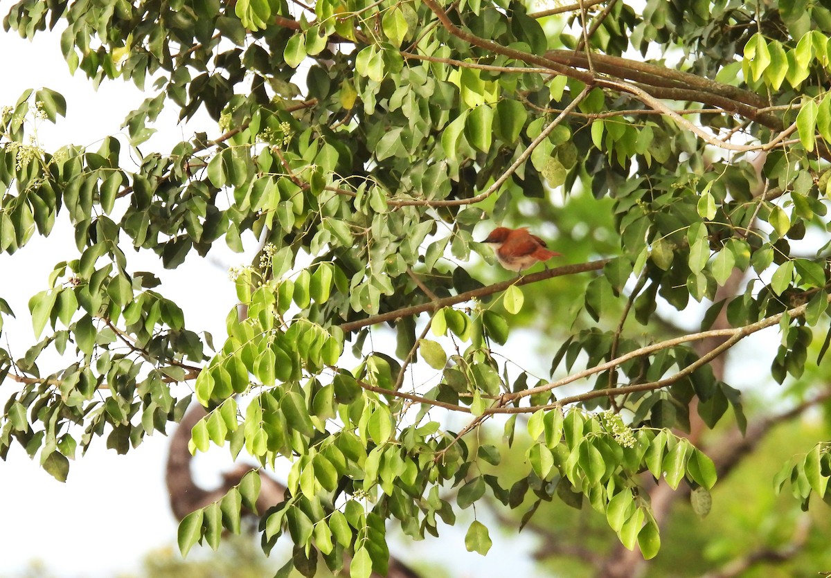 Yellow-chinned Spinetail - ML639442803