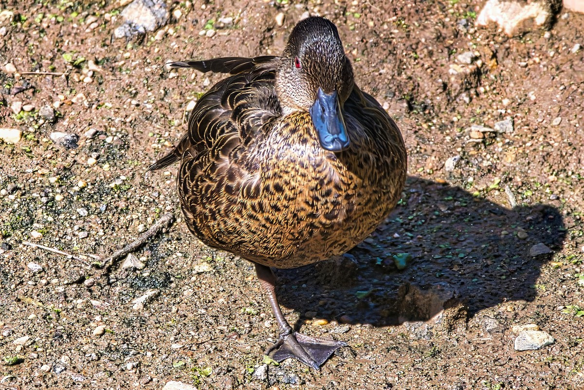 Chestnut Teal - ML639442831