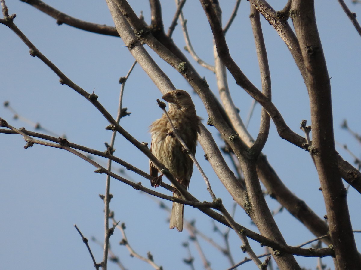 House Finch - ML639442839
