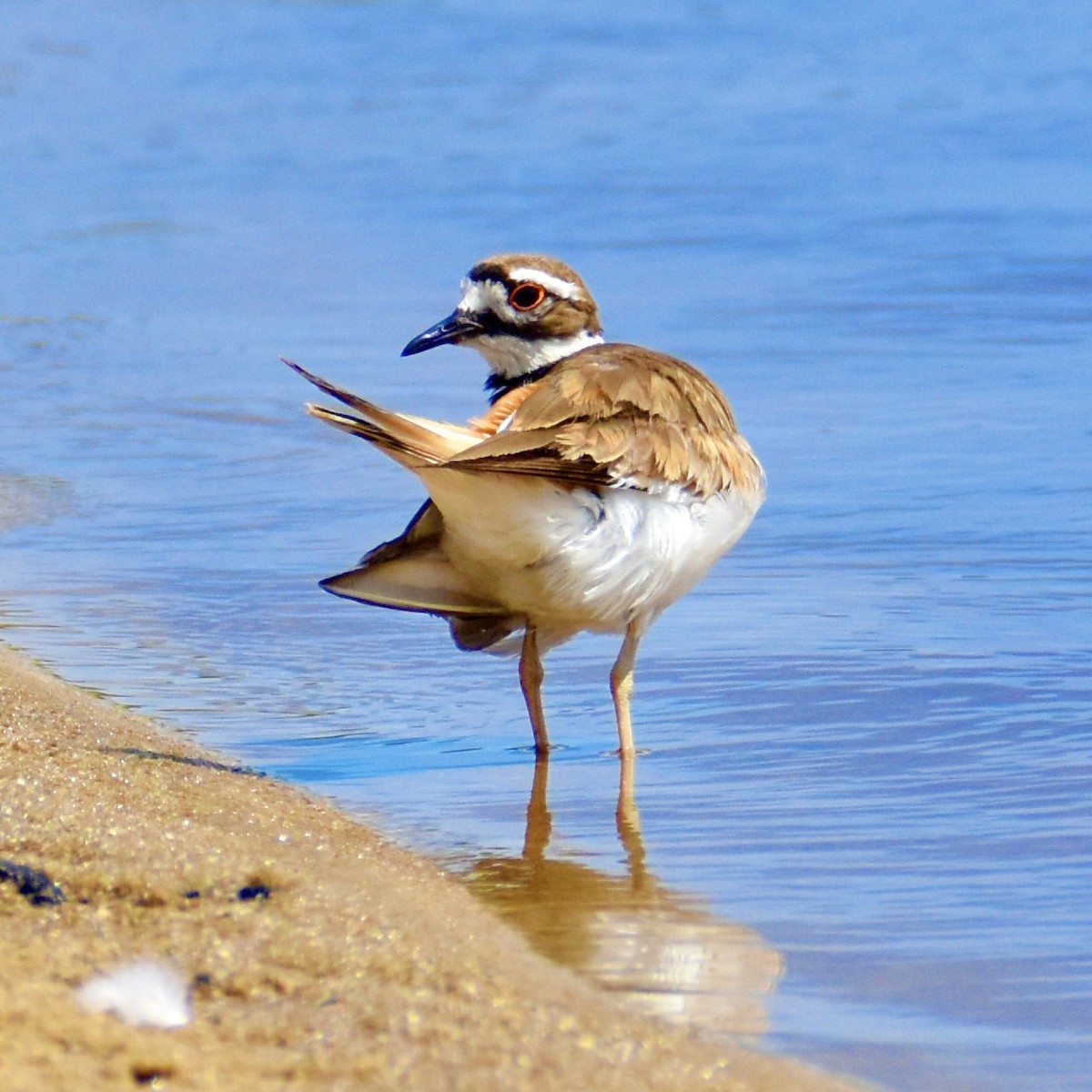 kulík rezavoocasý - ML639442854